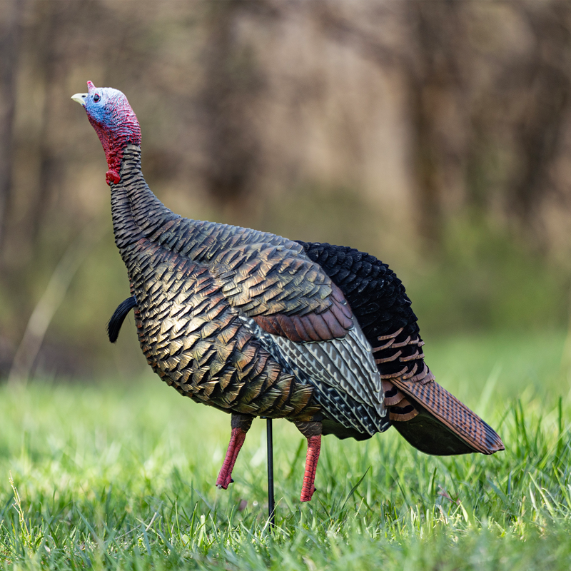 Avian-X - HDR Jake Turkey Decoy