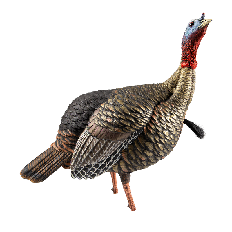 Avian-X - HDR Jake Turkey Decoy