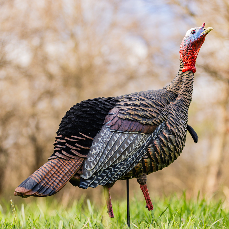 Avian-X - HDR Jake Turkey Decoy