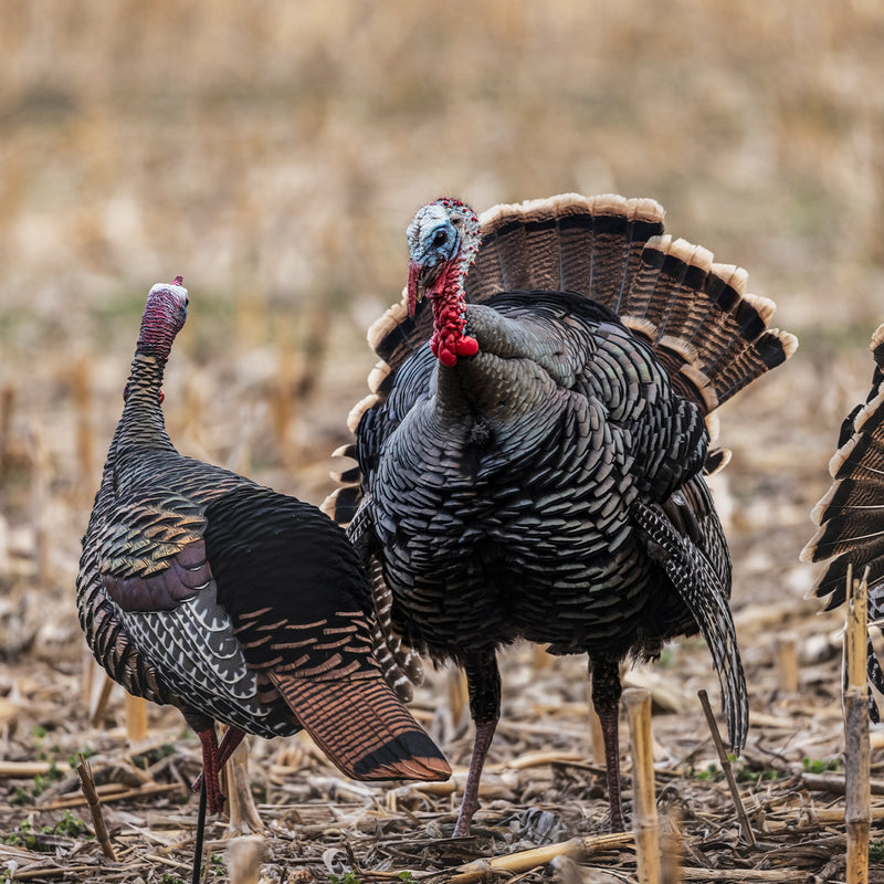 Avian-X - HDR Jake Turkey Decoy