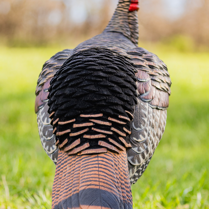 Avian-X - HDR Jake Turkey Decoy