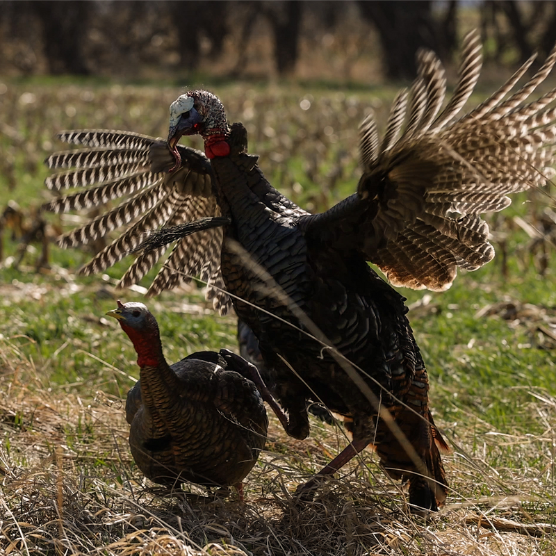 Avian-X - HDR Jake Turkey Decoy