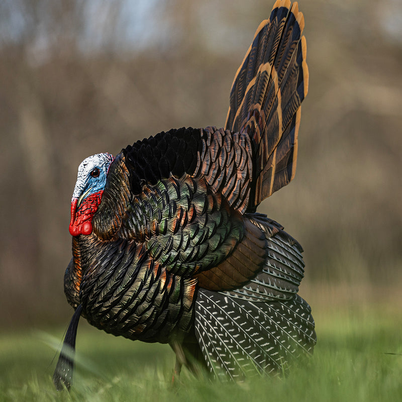 Avian-X - AVX HDR Strutter Turkey Decoy