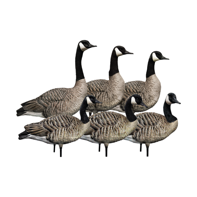 Avian-X - AXP Honker Sentry-Walker Pack 6 Decoys