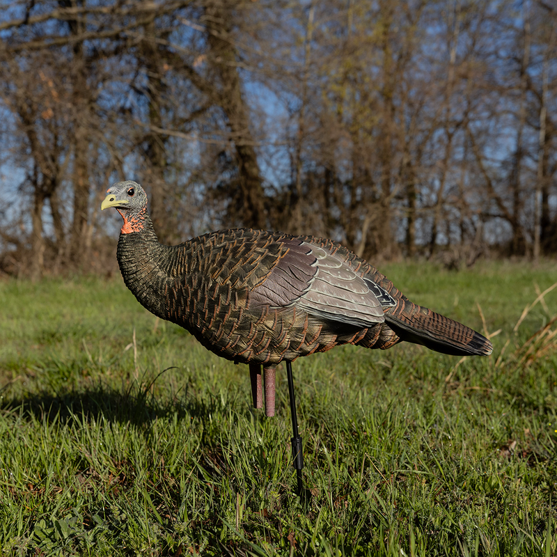 Avian-X - LCD Breeder Hen Turkey Decoy