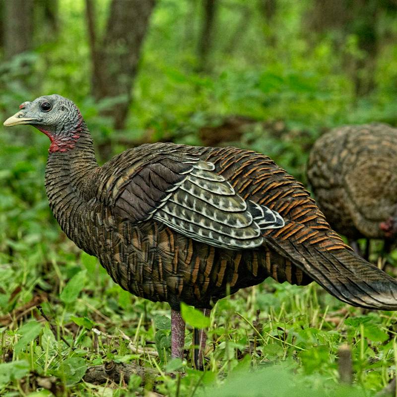 Avian-X - LCD Breeder Hen Turkey Decoy