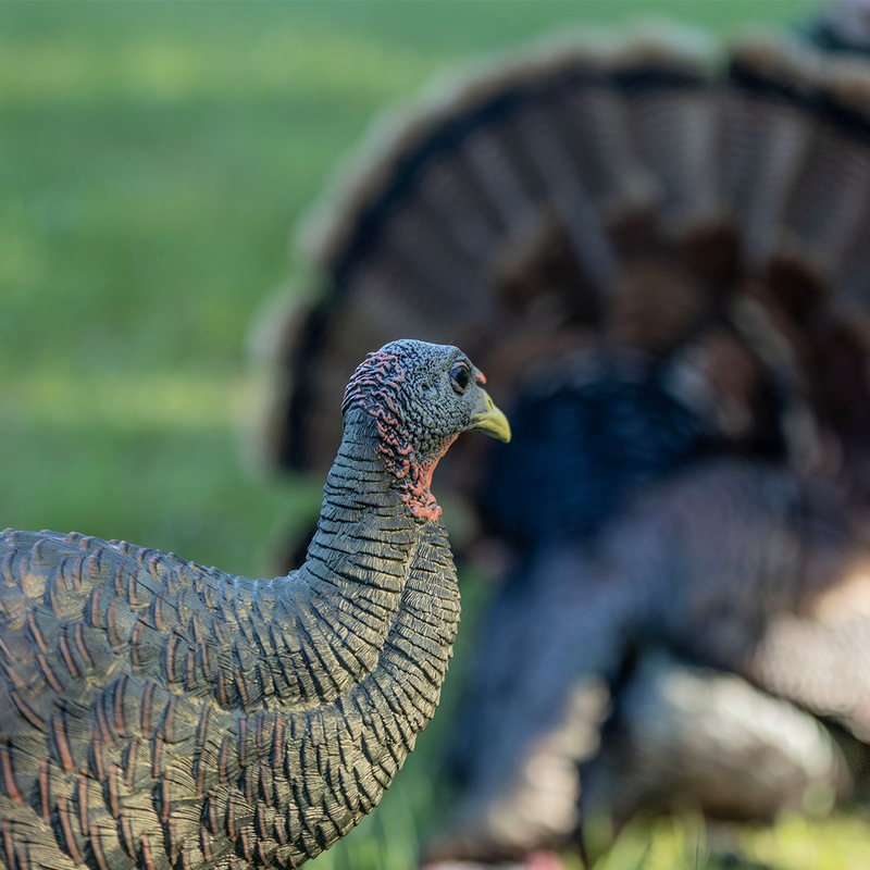 Avian-X - LCD Breeder Hen Turkey Decoy
