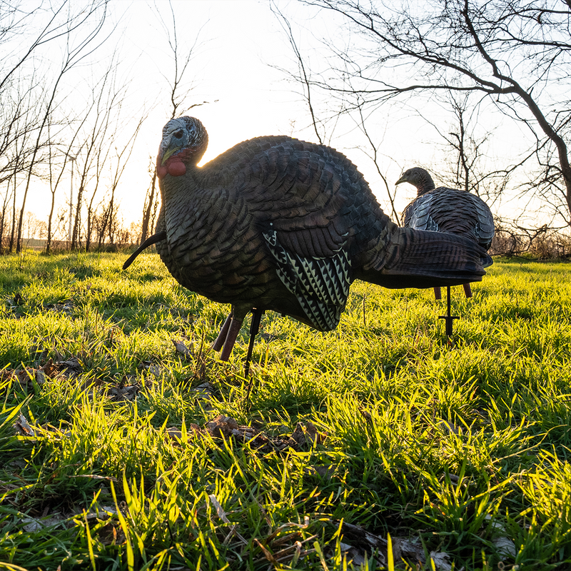 Avian-X - LCD Feeder Hen Turkey Decoy