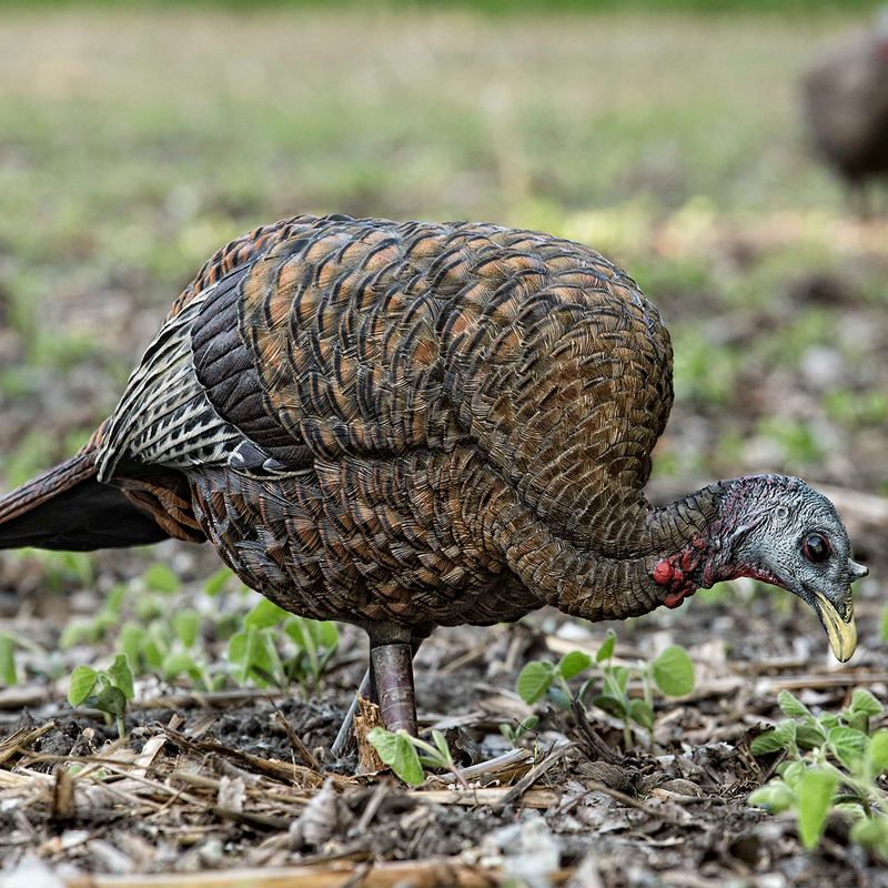 Avian-X - LCD Feeder Hen Turkey Decoy