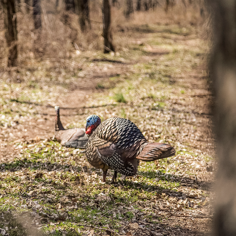 Avian-X - LCD Half-Strut Jake Turkey Decoy