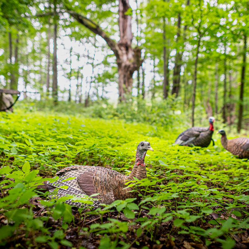 Avian-X - LCD Laydown Hen Turkey Decoy