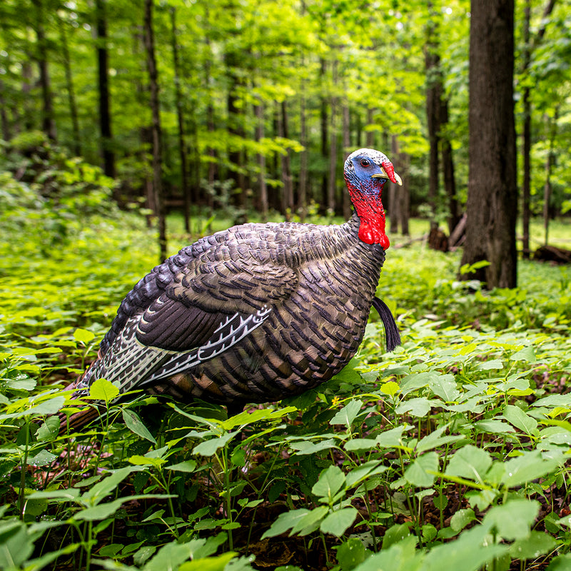 Avian-X - LCD Quarter-Strut Jake Turkey Decoy