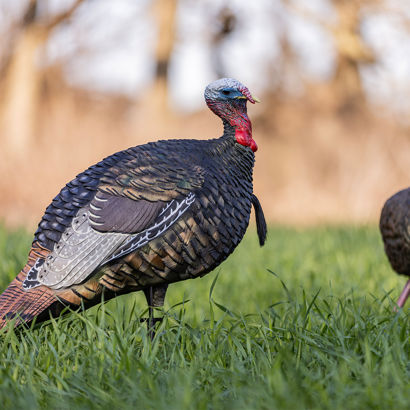 Avian-X - LCD Quarter-Strut Jake Turkey Decoy