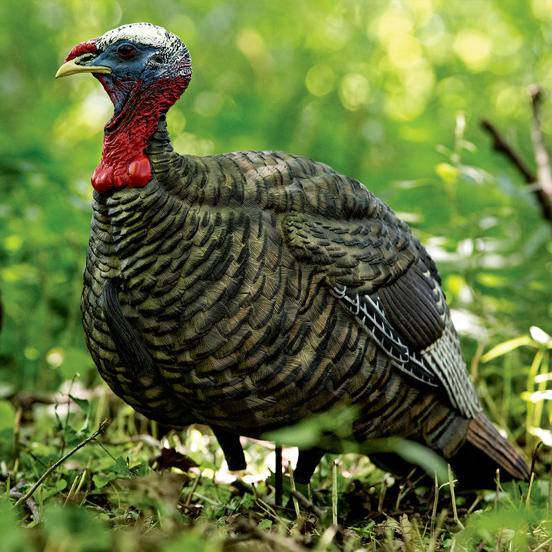 Avian-X - LCD Quarter-Strut Jake Turkey Decoy