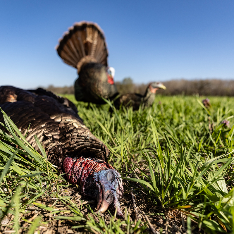 Avian-X - LCD Strutter Turkey Decoy