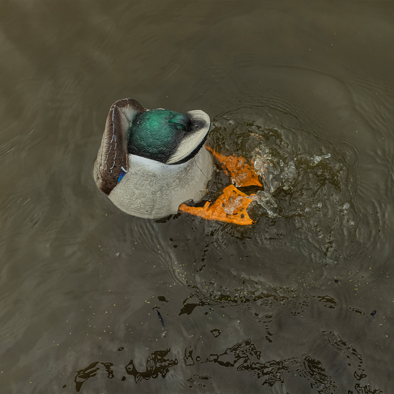 Avian-X - Power Butt Kicker Mallard Drake