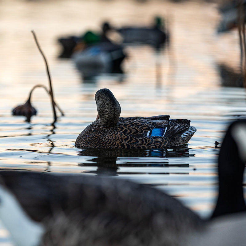 Avian-X - Power Shaker Mallard Hen Preener