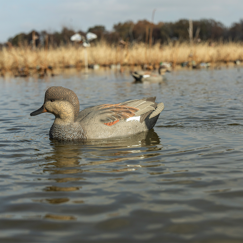 Avian-X - Power Swimmer Gadwall Drake