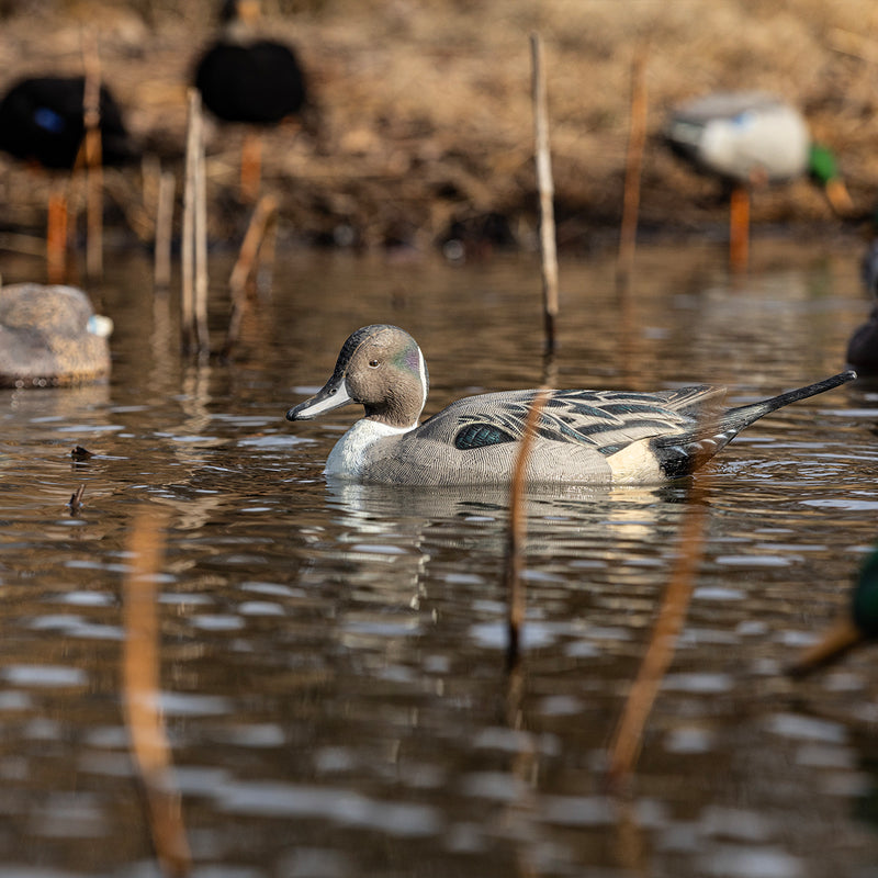 Avian-X - Power Swimmer Pintail Drake