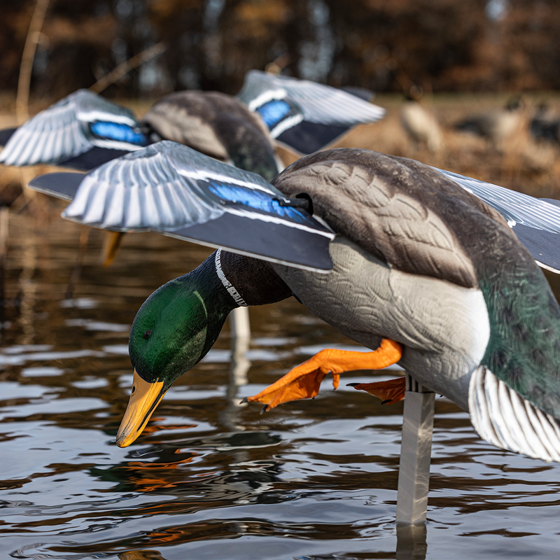 Avian-X - Powerflight Mallard - Spinning Wing Duck