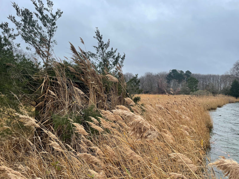 12 Point Hunting Blinds - 5X10 The Quack Shack: Duck Hunting Blind