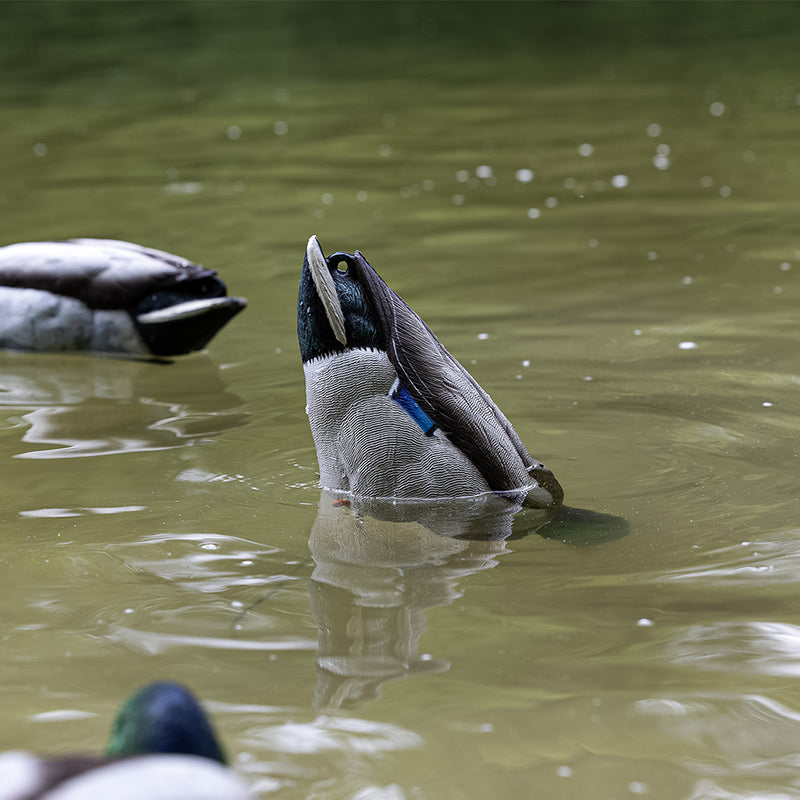 Avian-X - Tip Up Mallard Feeder