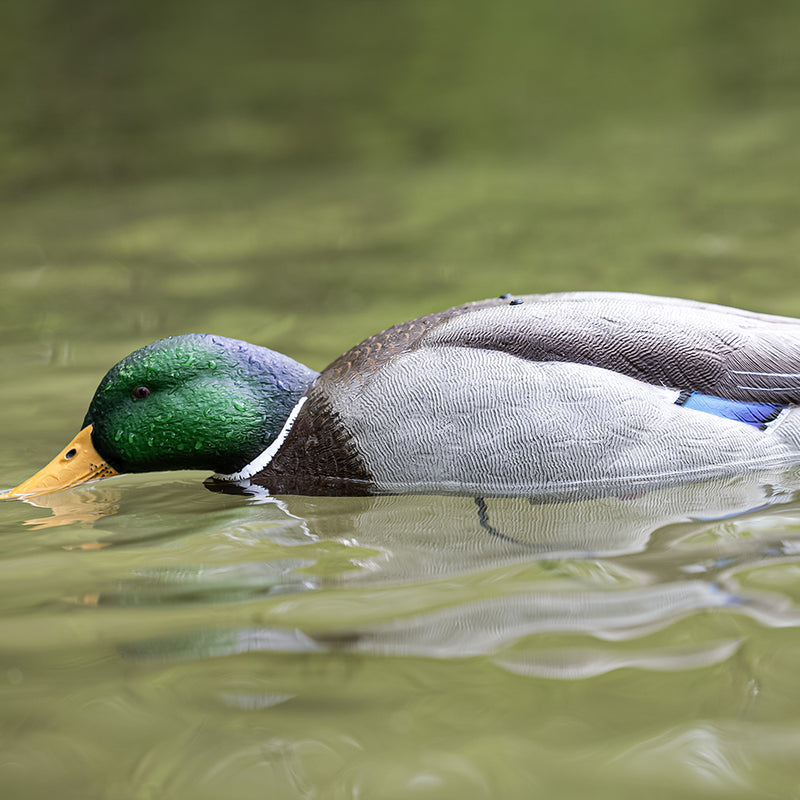 Avian-X - Tip Up Mallard Feeder