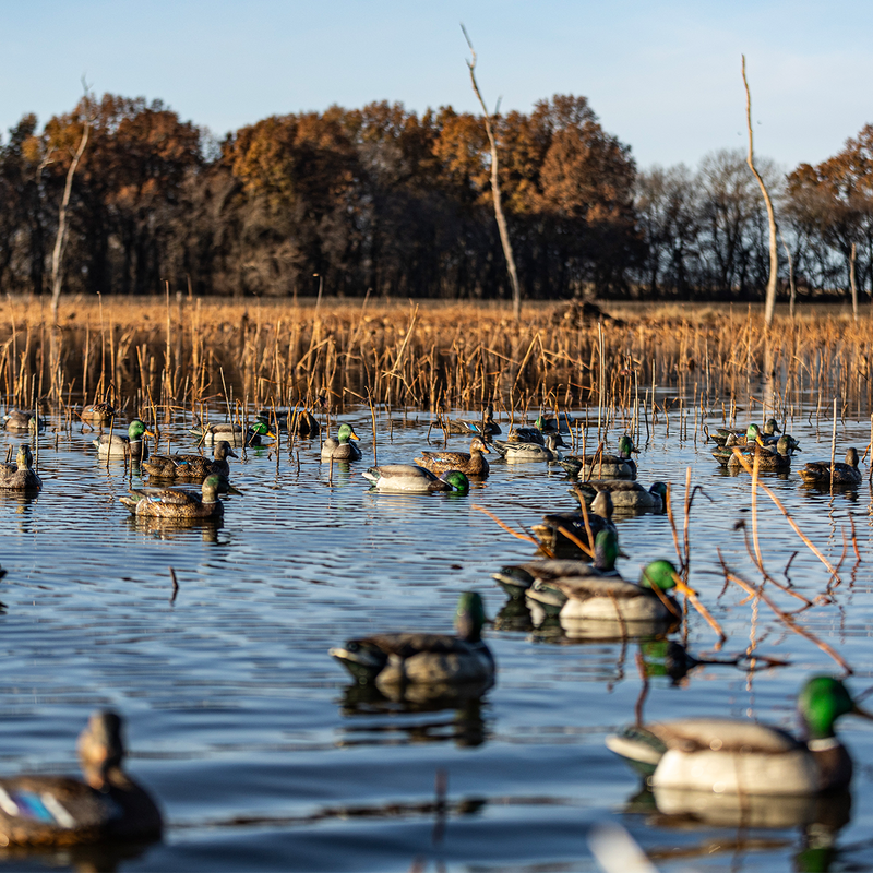 Avian-X - Topflight Mallards Backwater Pack 6 Floating Decoys