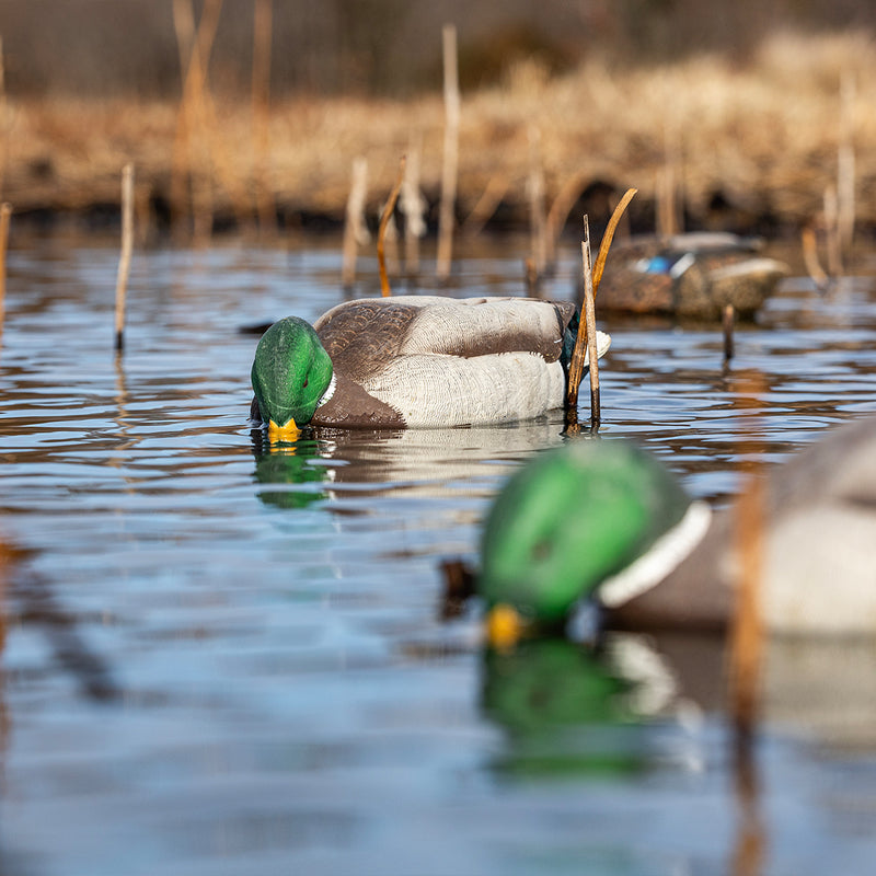 Avian-X - Topflight Mallards Backwater Pack 6 Floating Decoys