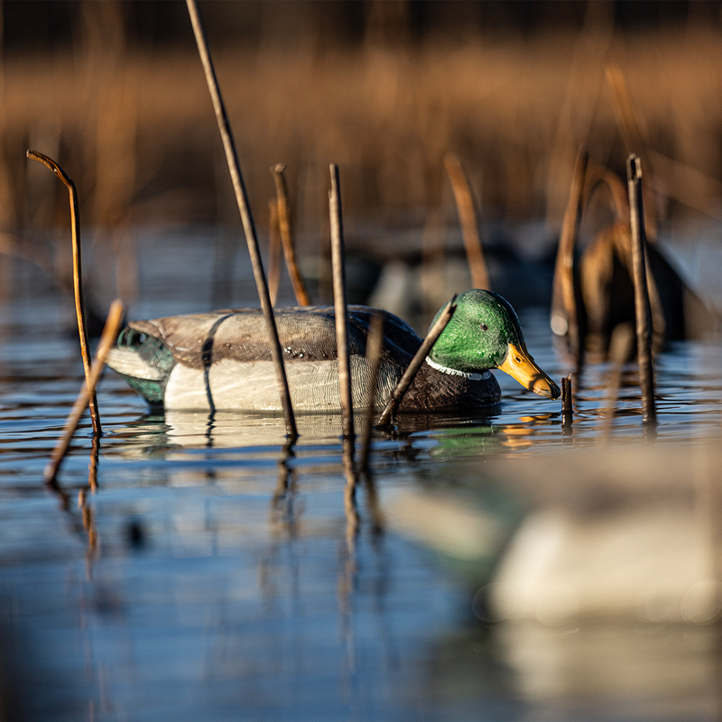 Avian-X - Topflight Mallards Backwater Pack 6 Floating Decoys