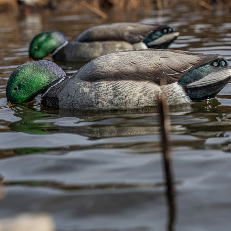 Avian-X - Topflight Mallards Backwater Pack 6 Floating Decoys