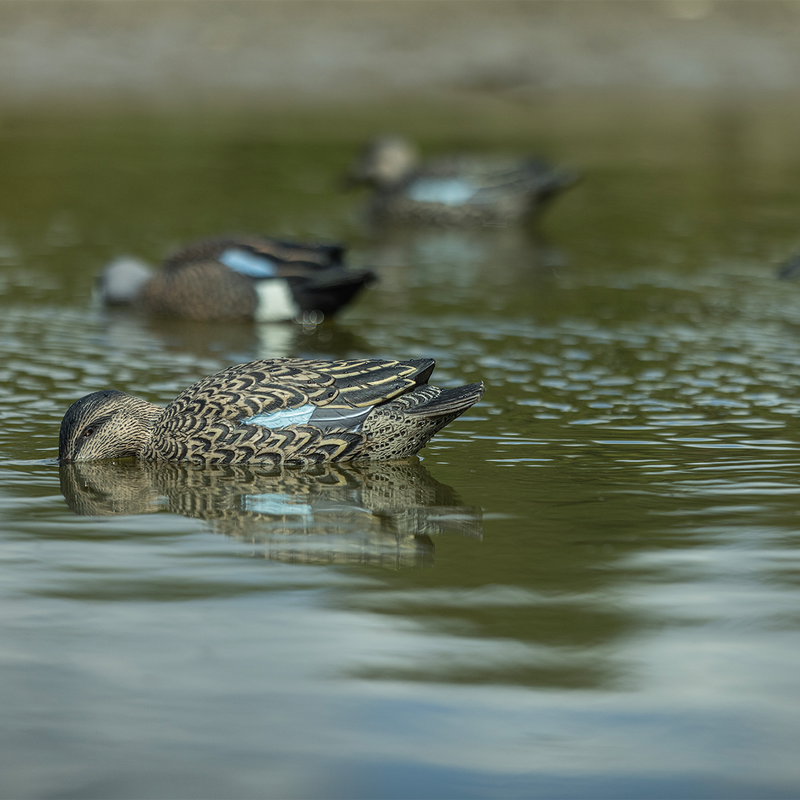 Avian-X - Topflight Blue-Winged Teal 6 Floating Decoys