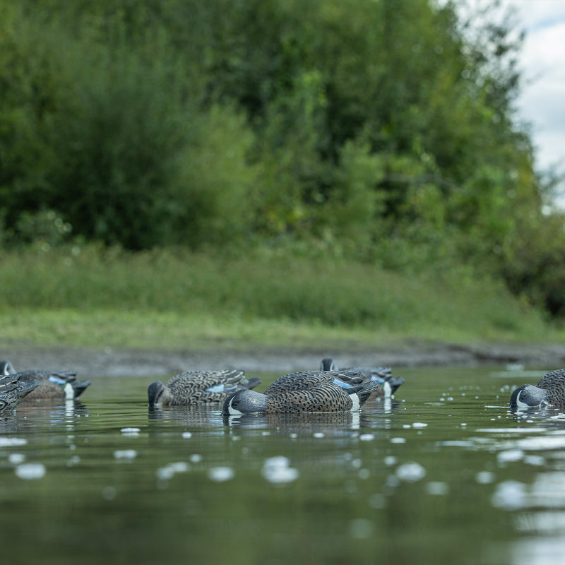 Avian-X - Topflight Blue-Winged Teal 6 Floating Decoys