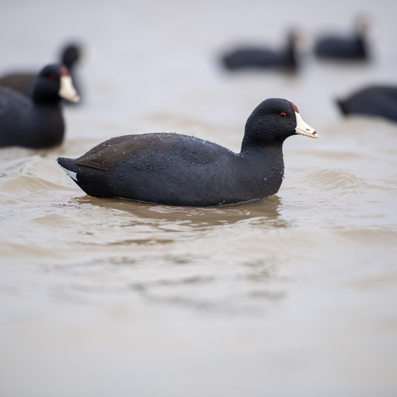 Avian-X - Topflight Coot - 6 Floating Duck Decoys