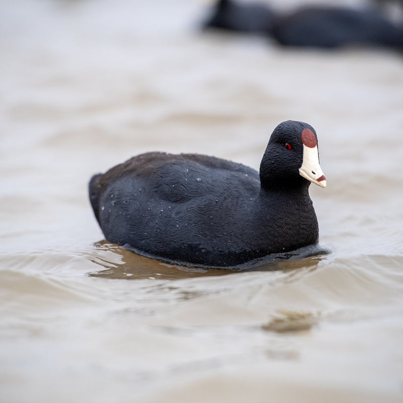 Avian-X - Topflight Coot - 6 Floating Duck Decoys