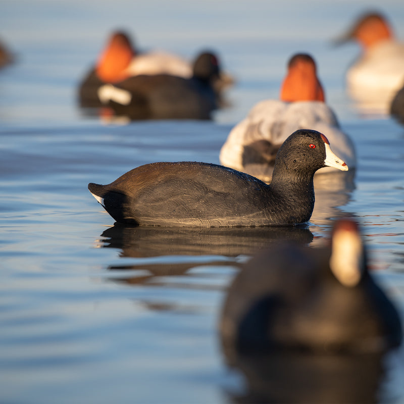 Avian-X - Topflight Coot - 6 Floating Duck Decoys