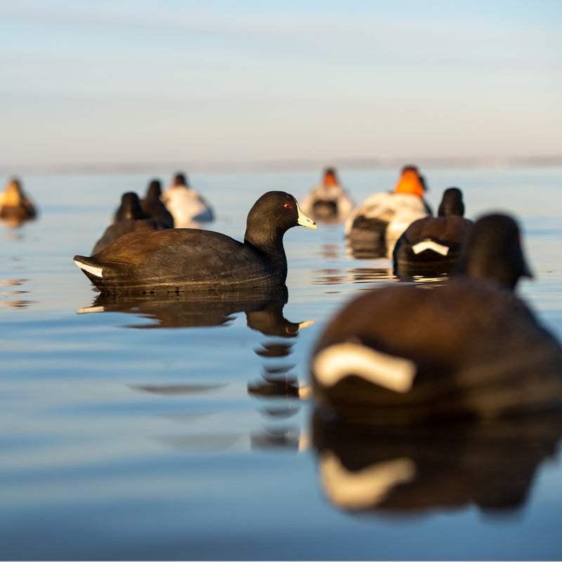 Avian-X - Topflight Coot - 6 Floating Duck Decoys