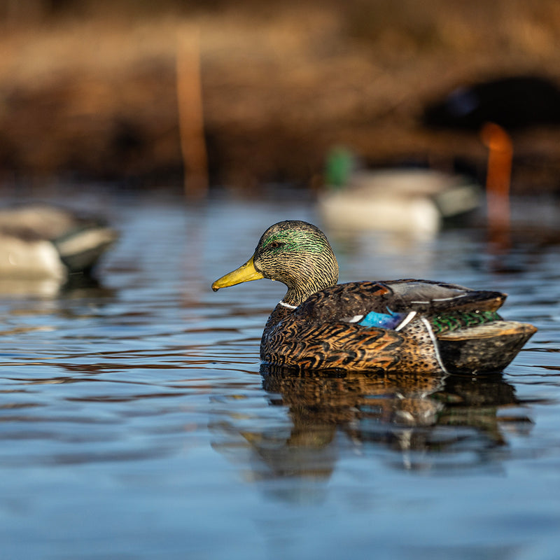 Avian-X - Topflight Mallards Early Season Pack 6 Floating Decoys