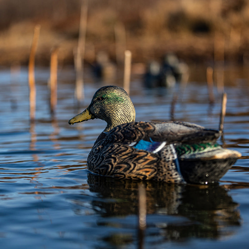Avian-X - Topflight Mallards Early Season Pack 6 Floating Decoys