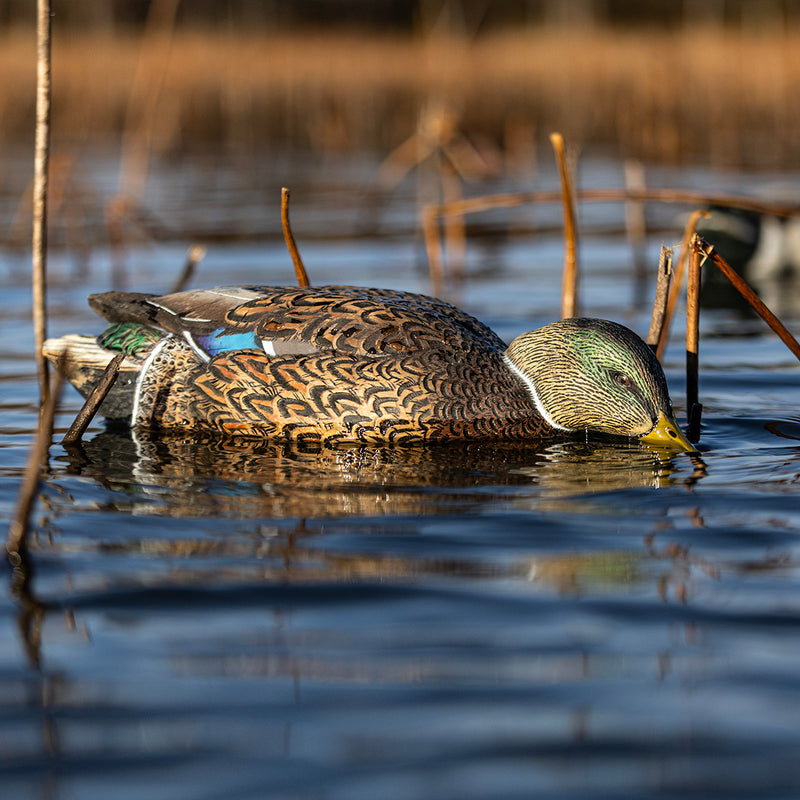 Avian-X - Topflight Mallards Early Season Pack 6 Floating Decoys