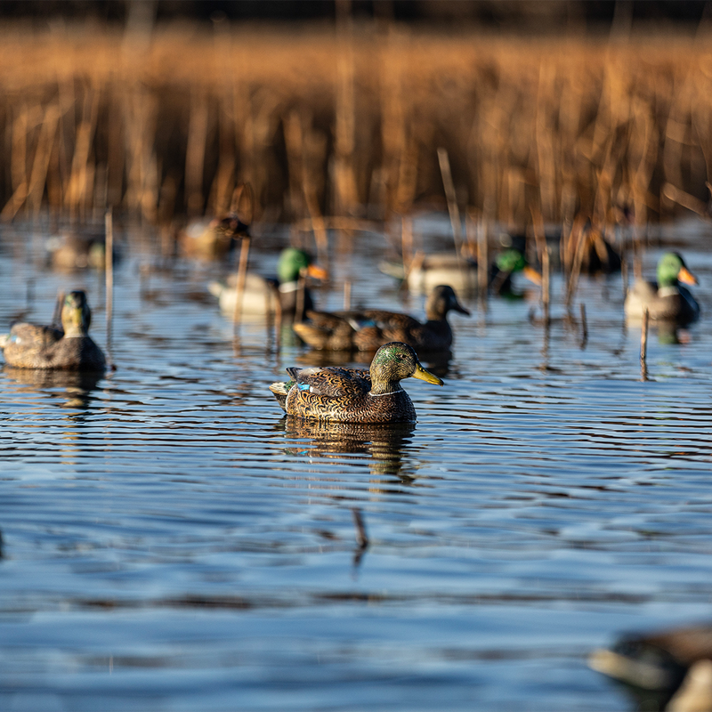 Avian-X - Topflight Mallards Early Season Pack 6 Floating Decoys