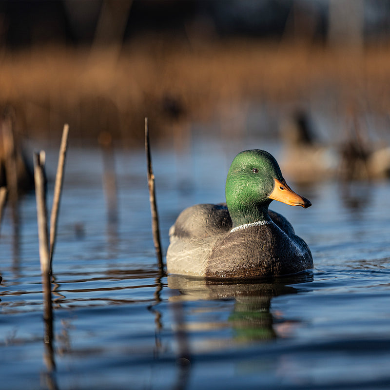 Avian-X - Topflight Mallards Fusion Pack 6 Floating Decoys