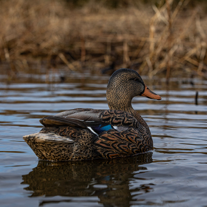 Avian-X - Topflight Mallards Fusion Pack 6 Floating Decoys