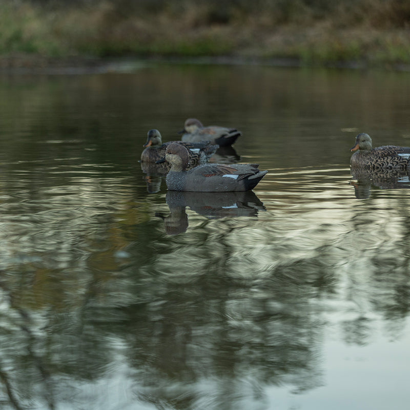 Avian-X - Topflight Gadwall 6 Floating Decoys