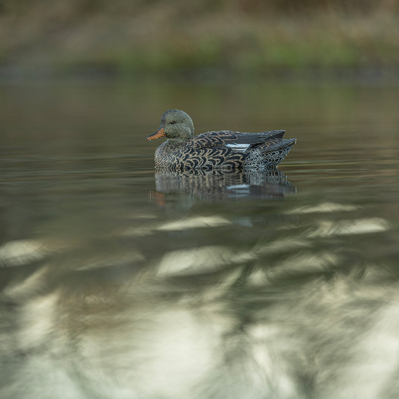 Avian-X - Topflight Gadwall 6 Floating Decoys