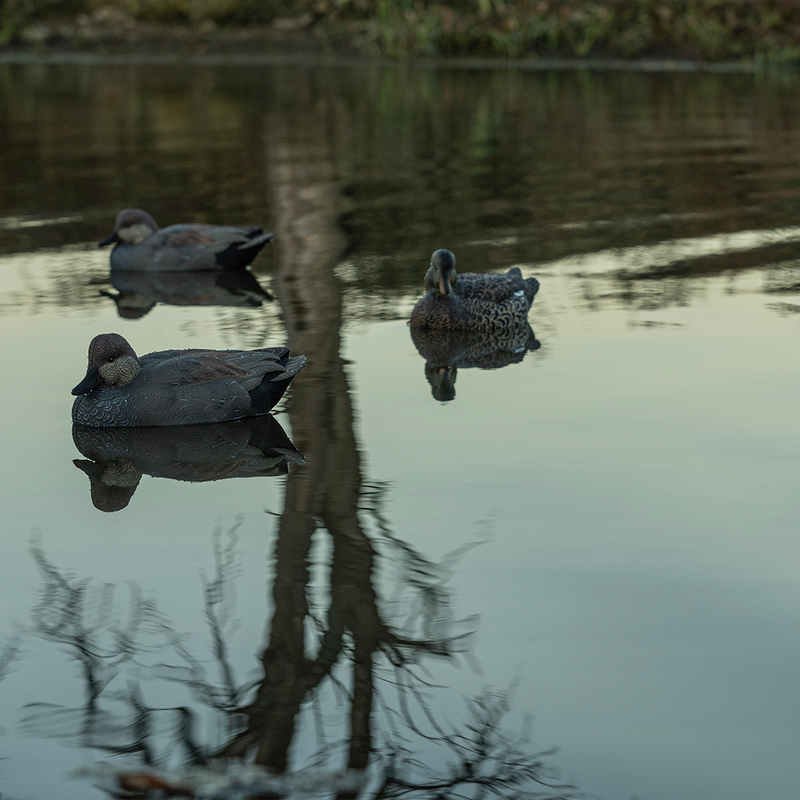 Avian-X - Topflight Gadwall 6 Floating Decoys