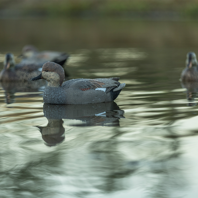 Avian-X - Topflight Gadwall 6 Floating Decoys