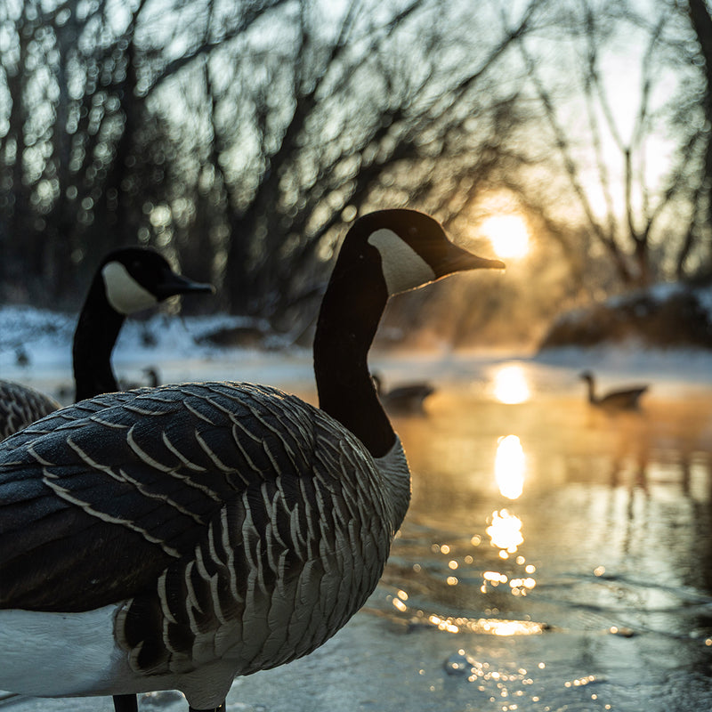 Avian-X - Topflight Honkers 4 Floating Decoys