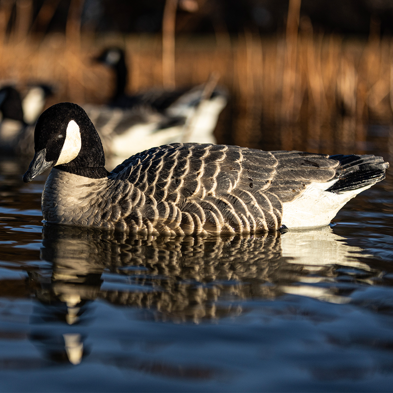 Avian-X - Topflight Lessers 4 Floating Decoys