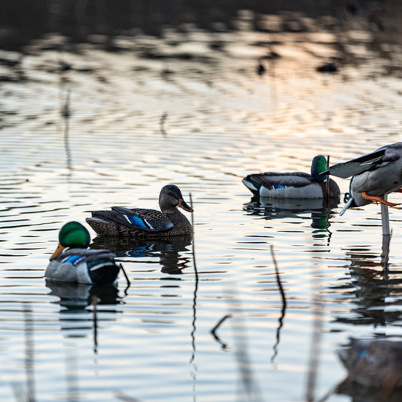 Avian-X - Topflight Mallards Sleeper Preener Pack 6 Floating Decoys